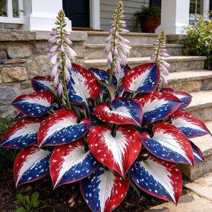 🌿Rare American Glory Hosta Bulbs