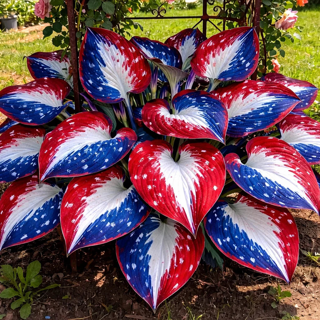 🌿Rare American Glory Hosta Bulbs
