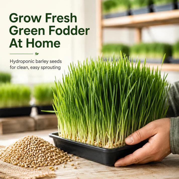 Hydroponic Barley Fodder Seeds for Fresh Green Feed