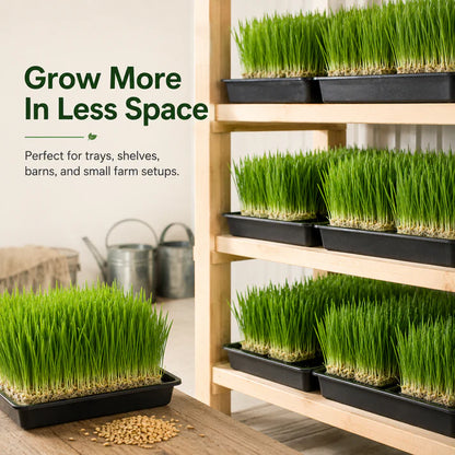 Hydroponic Barley Fodder Seeds for Fresh Green Feed