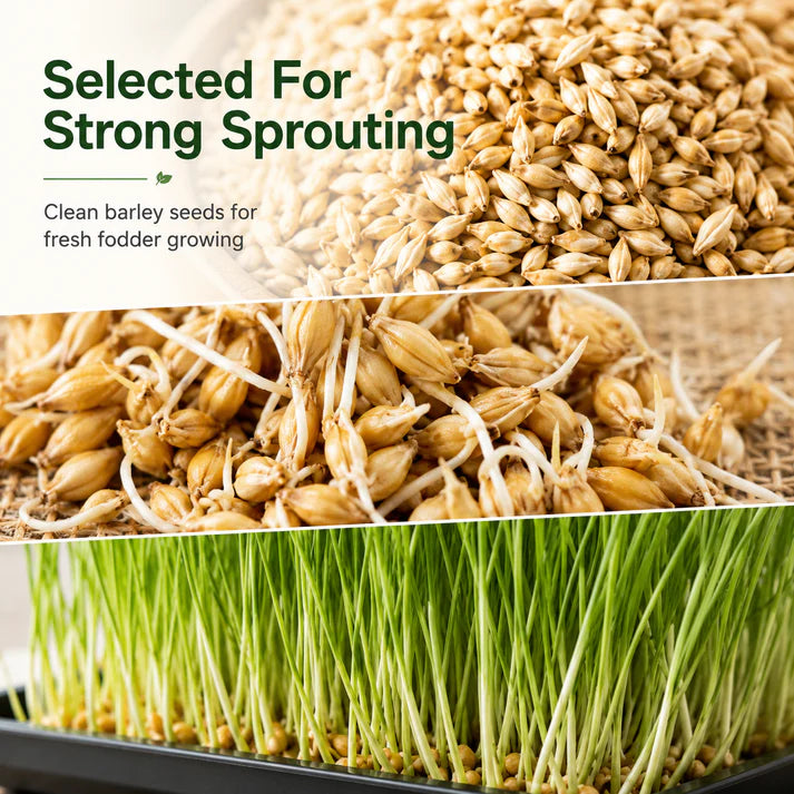 Hydroponic Barley Fodder Seeds for Fresh Green Feed