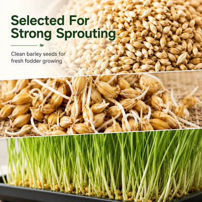 Hydroponic Barley Fodder Seeds for Fresh Green Feed