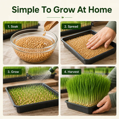 Hydroponic Barley Fodder Seeds for Fresh Green Feed
